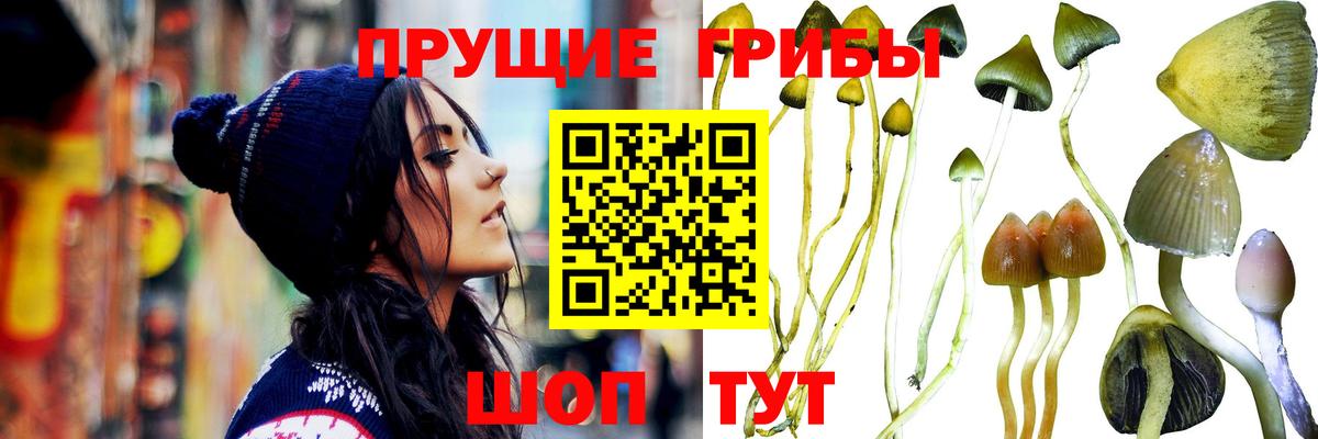 Псилоцибиновые грибы мицелий Качканар